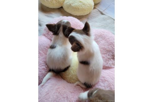 成約済の千葉県のチワワ(ロングコート)-367179の6枚目