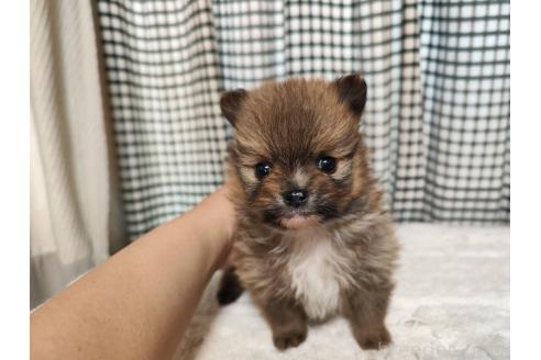 成約済の静岡県のポメラニアン-367369の8枚目