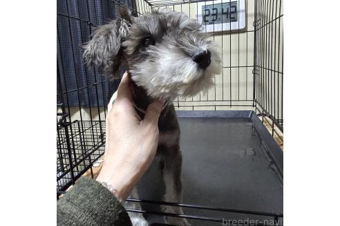 成約済の岡山県のミニチュアシュナウザー-346096の5枚目