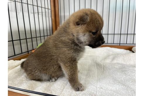 成約済の岡山県の柴犬-367382の5枚目