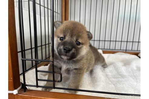 成約済の岡山県の柴犬-367382の4枚目