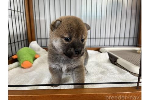 成約済の岡山県の柴犬-367382の3枚目