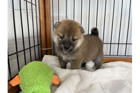 成約済の岡山県の柴犬-367382の2枚目