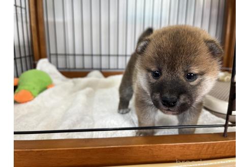 成約済の岡山県の柴犬-367382の1枚目