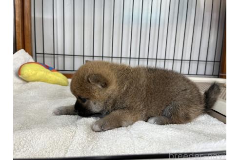 成約済の岡山県の柴犬-367384の5枚目