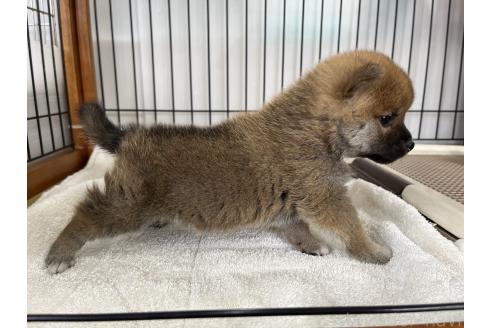 成約済の岡山県の柴犬-367384の4枚目