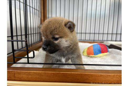 成約済の岡山県の柴犬-367384の3枚目