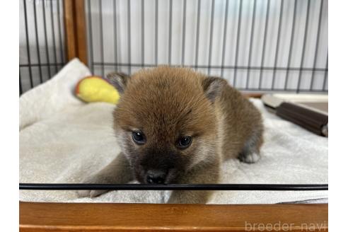 成約済の岡山県の柴犬-367384の2枚目