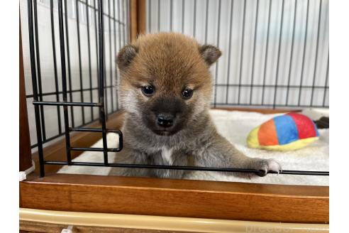 成約済の岡山県の柴犬-367384の1枚目