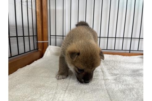 成約済の岡山県の柴犬-367385の5枚目