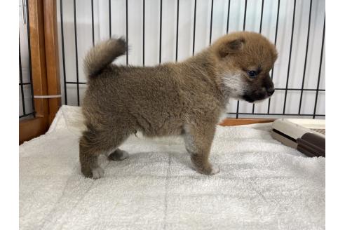 成約済の岡山県の柴犬-367385の4枚目