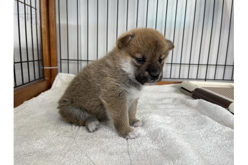 成約済の岡山県の柴犬-367385の3枚目