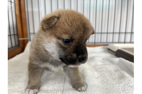 成約済の岡山県の柴犬-367385の2枚目
