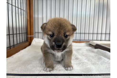 成約済の岡山県の柴犬-367385の1枚目