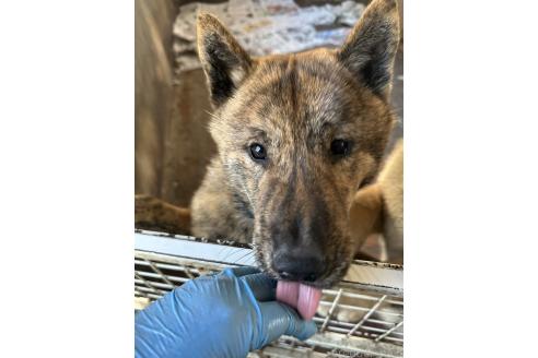 成約済の北海道の北海道犬-340003の1枚目