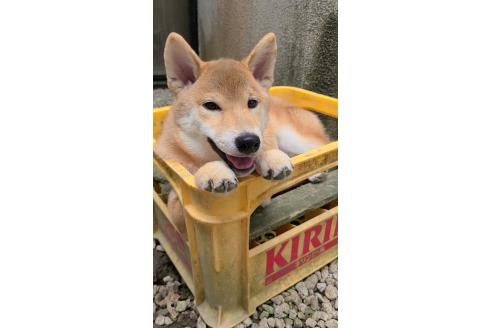 成約済の静岡県の柴犬-367392の4枚目