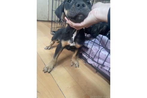 成約済の佐賀県のアメリカンピットブルテリア-367397の6枚目