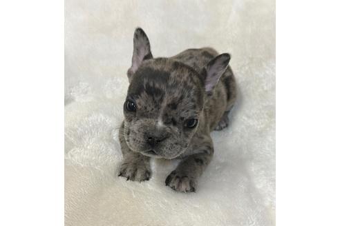 成約済の山口県のフレンチブルドッグ-364097の2枚目