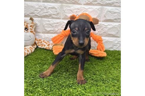 成約済の愛知県のミニチュアピンシャー(ミニピン)-366106の1枚目