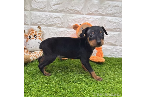 成約済の愛知県のミニチュアピンシャー(ミニピン)-366106の5枚目