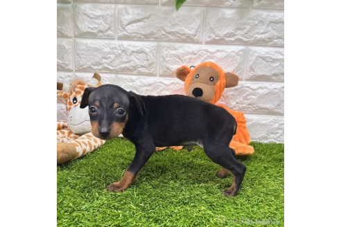 成約済の愛知県のミニチュアピンシャー(ミニピン)-366106の4枚目