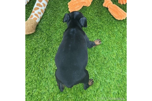 成約済の愛知県のミニチュアピンシャー(ミニピン)-366106の2枚目