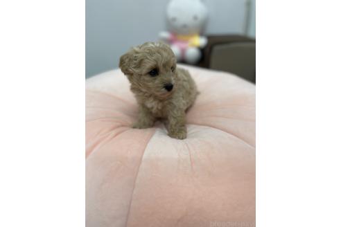 成約済の沖縄県のマルプー:マルチーズ×トイプードル-367413の3枚目