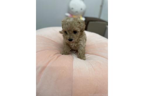成約済の沖縄県のマルプー:マルチーズ×トイプードル-367413の2枚目