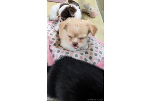 成約済の山口県のチワワ(ロングコート)-362435の5枚目