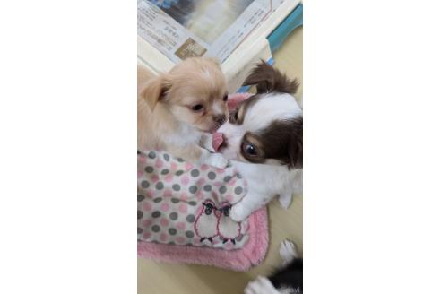 成約済の山口県のチワワ(ロングコート)-362435の3枚目