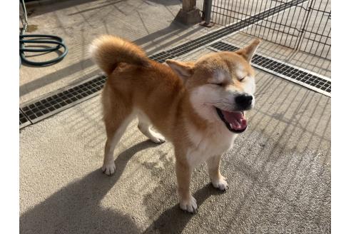 成約済の岡山県の柴犬-260161の5枚目