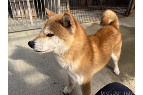 成約済の岡山県の柴犬-260161の4枚目