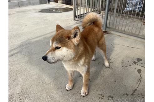 成約済の岡山県の柴犬-260161の3枚目