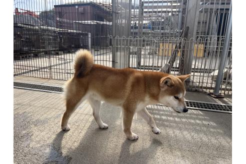 成約済の岡山県の柴犬-260161の2枚目