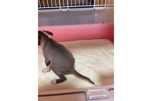 成約済の静岡県のイタリアングレーハウンド(イタグレ)-367441の2枚目