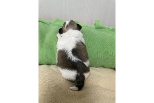 成約済の滋賀県のチワマル:チワワ×マルチーズ-366428の32枚目