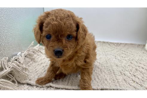 成約済の岡山県のミックス犬-365844の7枚目