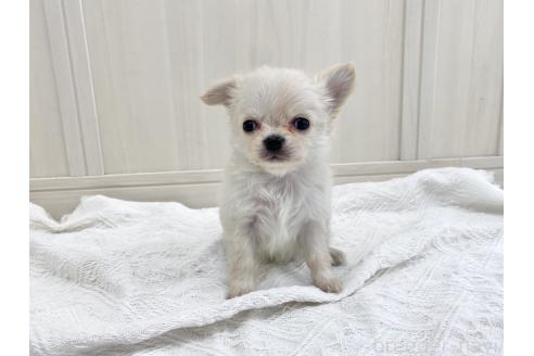 成約済の愛知県のチワワ(ロングコート)-367474の1枚目