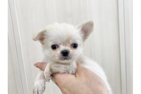 成約済の愛知県のチワワ(ロングコート)-367474の5枚目