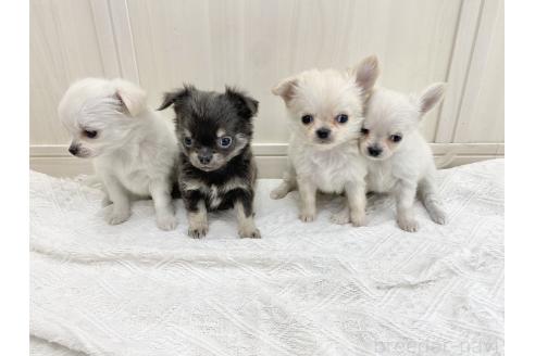 成約済の愛知県のチワワ(ロングコート)-367474の3枚目