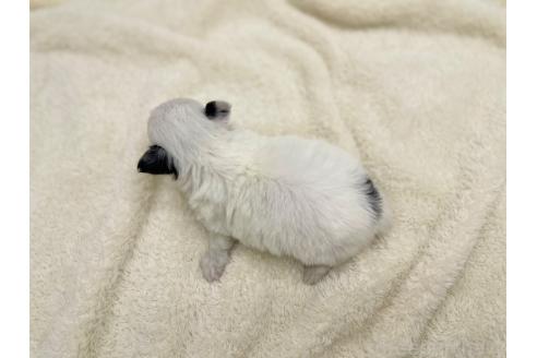 成約済の愛知県のチワワ(ロングコート)-367481の5枚目