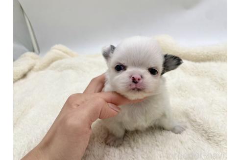 IAMI IN FACT... 子犬の兄弟　ロングワンピース IAMI IN FACT 子犬の兄弟 ロングワンピース - メルカリ