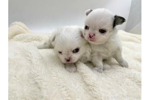 成約済の愛知県のチワワ(ロングコート)-367481の2枚目