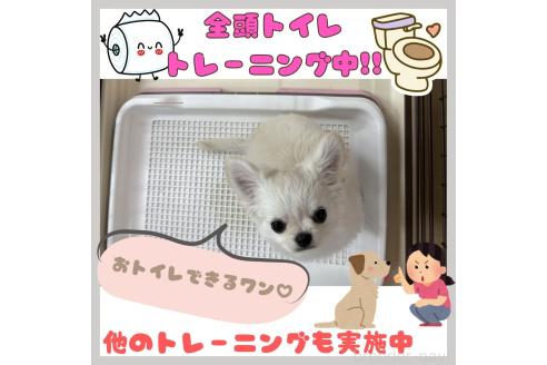 成約済の神奈川県のトイプードル-367484の11枚目