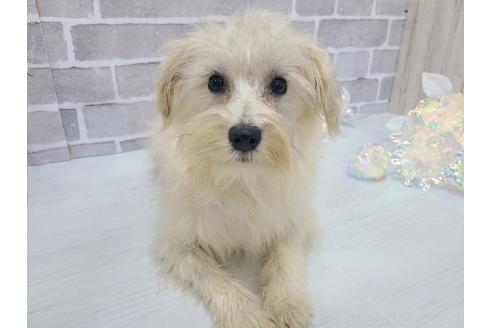 販売中の東京都のミックス犬-319293の23枚目