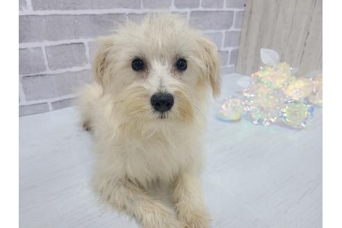 販売中の東京都のミックス犬-319293の22枚目