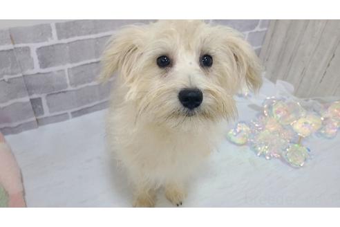 成約済の東京都のミックス犬-319294の8枚目