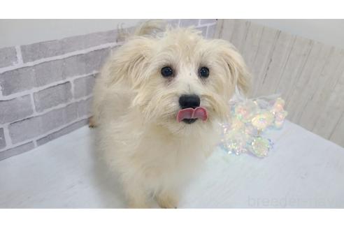 成約済の東京都のミックス犬-319294の7枚目
