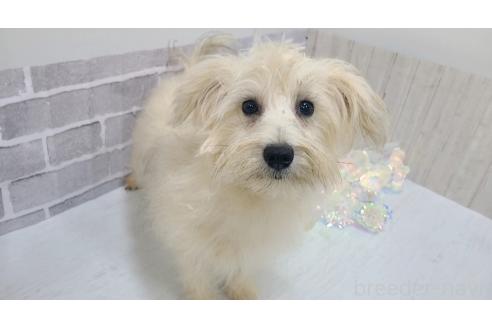成約済の東京都のミックス犬-319294の6枚目