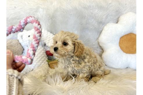 成約済の栃木県のマルプー:マルチーズ×トイプードル-367544の14枚目
